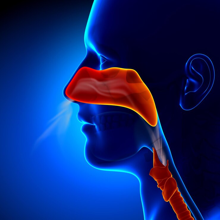 Anatomía de los senos nasales humanos de la gripe nasal completa