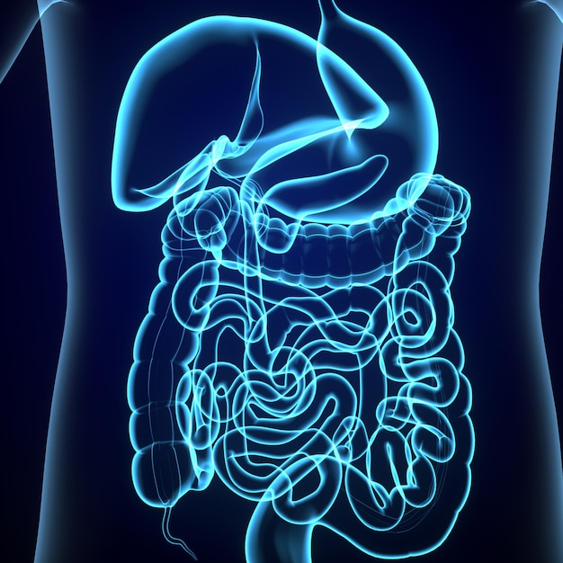 Foto anatomía del sistema digestivo del órgano del cuerpo humano ilustración 3d