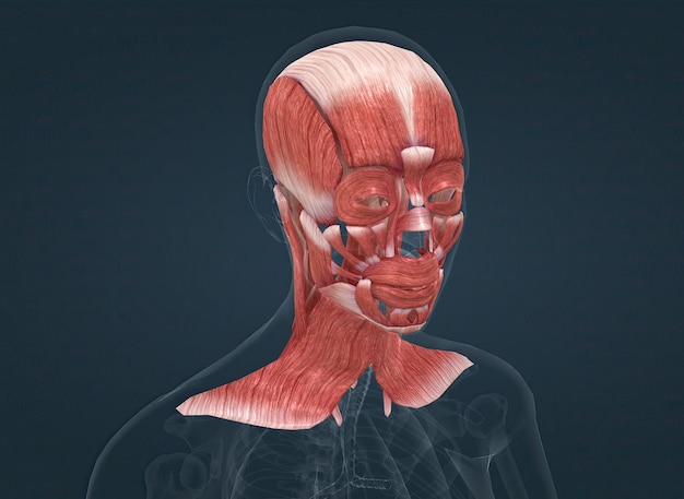 Anatomía del sistema muscular de la cabeza femenina