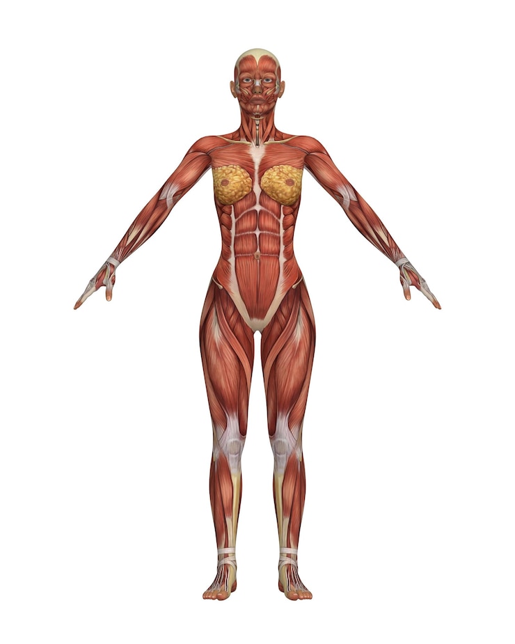 Foto anatomía del sistema muscular femenino modelo detallado del cuerpo humano aislado en fondo blanco