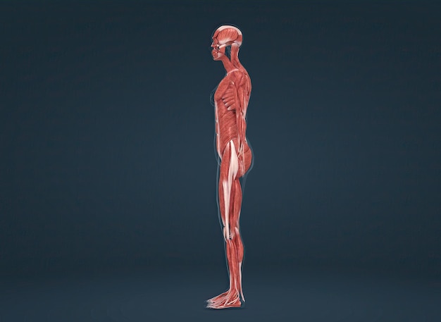 Anatomía del sistema muscular humano femenino