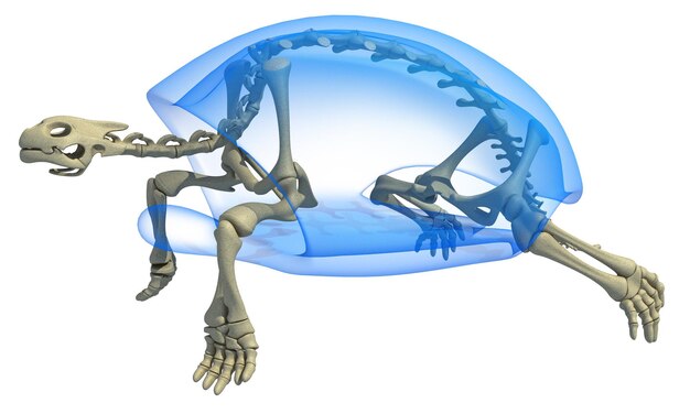 Anatomía de la tortuga Tortuga de rayos X transparentes Renderizado en 3D del esqueleto