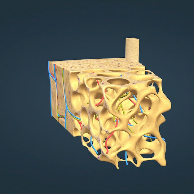 Anatomía de vista microscópica de huesos largos