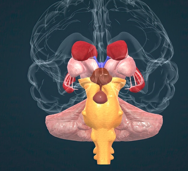 Anatomie der Basalganglien