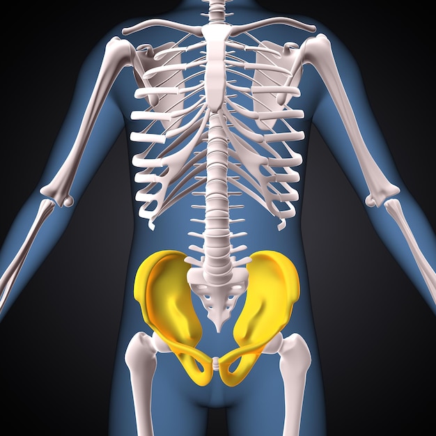 Anatomie der menschlichen Hüfte 3D-Rendering