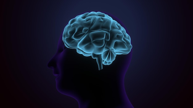 Anatomie des männlichen Gehirns 3D-Illustration