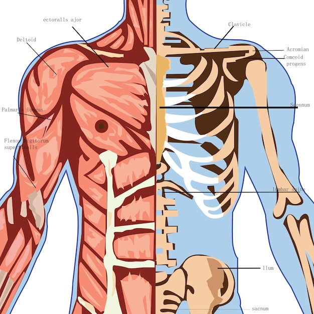 Foto anatomie des männlichen skeletts 3d-rendering