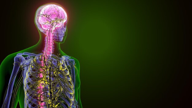 Anatomie des menschlichen Gehirns 3D-Rendering