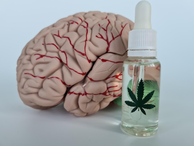 Anatomie des menschlichen Gehirns Marihuanaöl grünes Blatt medizinisches Cannabis