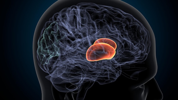 Foto anatomie des menschlichen gehirns und des rückenmarks 3d-illustration