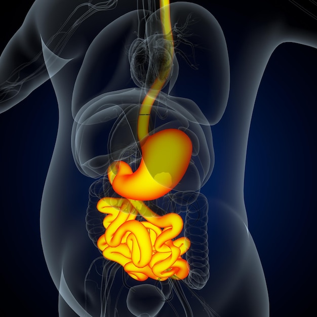 Anatomie des menschlichen Herzens für das medizinische Konzept 3D-Illustration Menschliches Atmungssystem