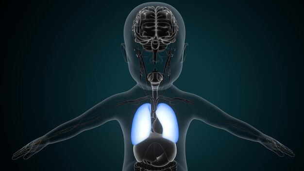 Anatomie des menschlichen Herzens für das medizinische Konzept 3D-Illustration Menschliches Atmungssystem