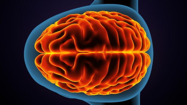 Anatomie des menschlichen Körpers und des Gehirns 3D-Illustration