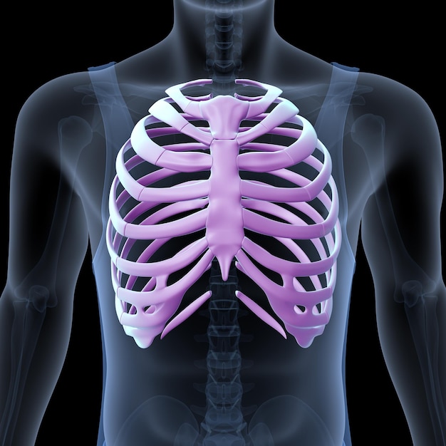 Anatomie des menschlichen Skeletts 3D-Illustration
