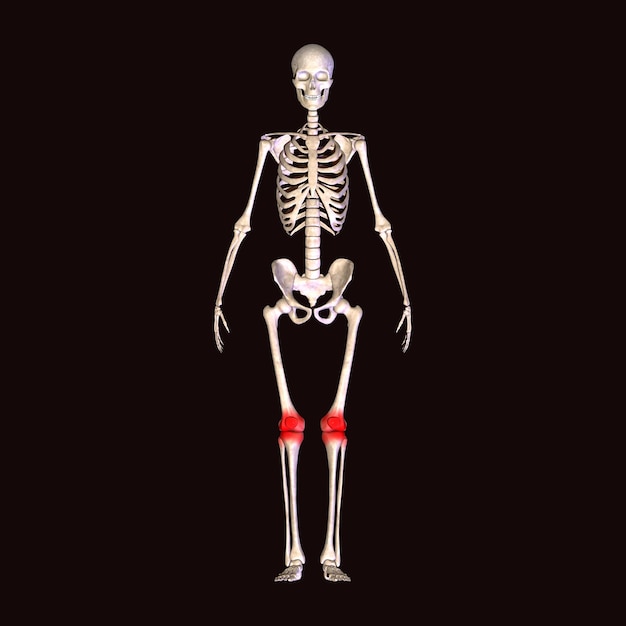 Anatomie des menschlichen Skeletts Für medizinisches Konzept 3D-Illustration