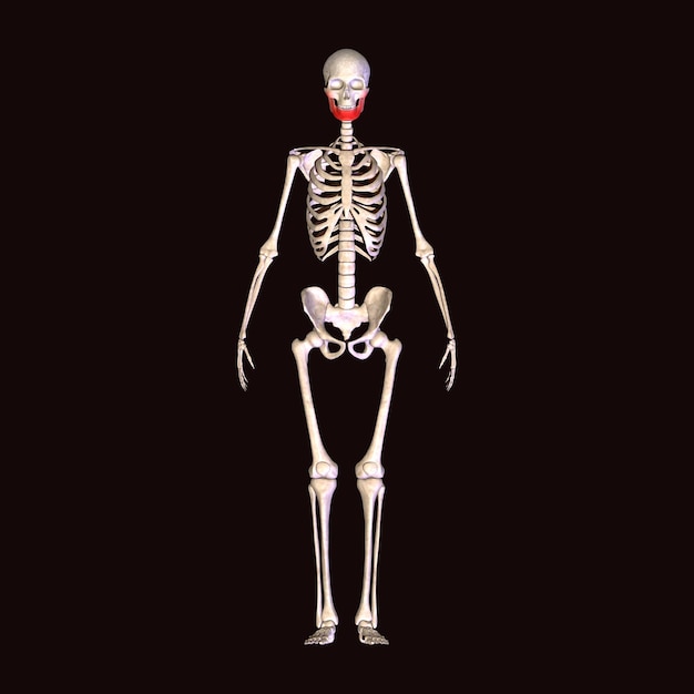 Anatomie des menschlichen Skeletts Für medizinisches Konzept 3D-Illustration