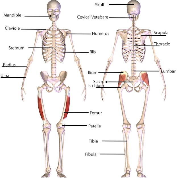 Foto anatomie des menschlichen skeletts für medizinisches konzept 3d-illustration