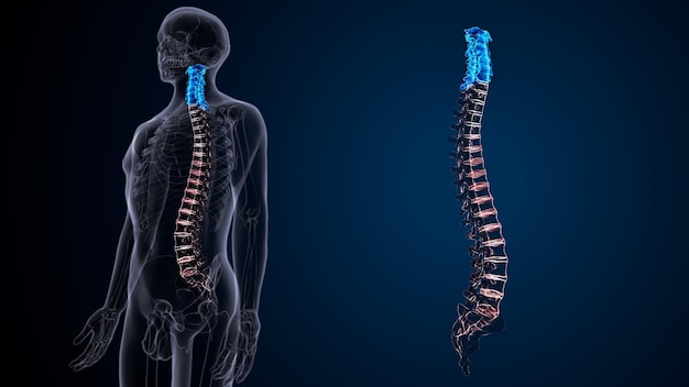 Anatomie des menschlichen Skeletts Wirbelsäule 3D-Illustration