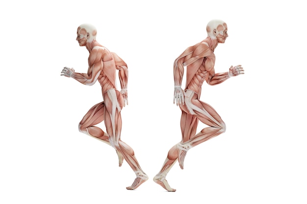 Anatomie eines Läufers. 3D-Darstellung. Isoliert. Enthält Beschneidungspfad