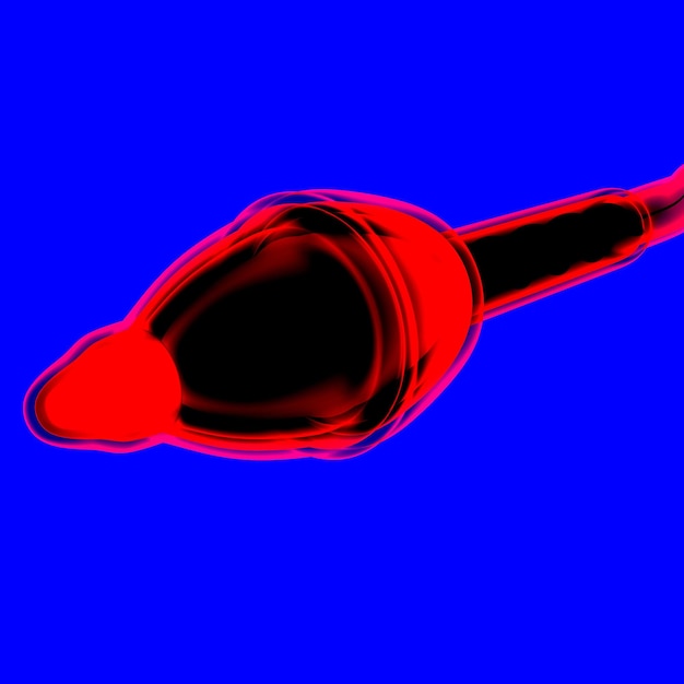 Anatomie von männlichem Sperma 3D-Illustration