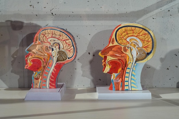 Foto anatomisches modell des atmungssystems des menschlichen gehirns und skelettkopfmodell im biologieraum
