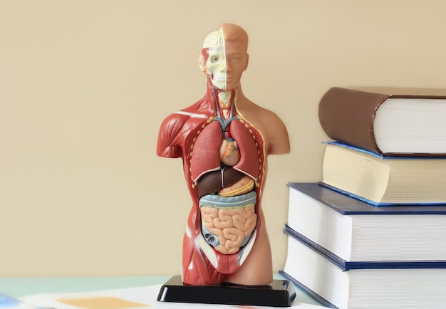 Foto anatomisches modell des menschlichen körpers auf dem tisch im büro