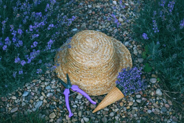 Foto anbau und ernte von lavendel