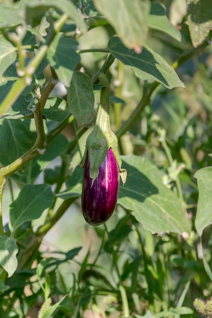 Anbau von Auberginen in Gartenbeeten