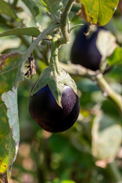 Anbau von Auberginen in Gartenbeeten