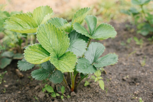 Anbau von Bio-Erdbeeren ohne Dünger. Erdbeerblätter. selektiver Fokus