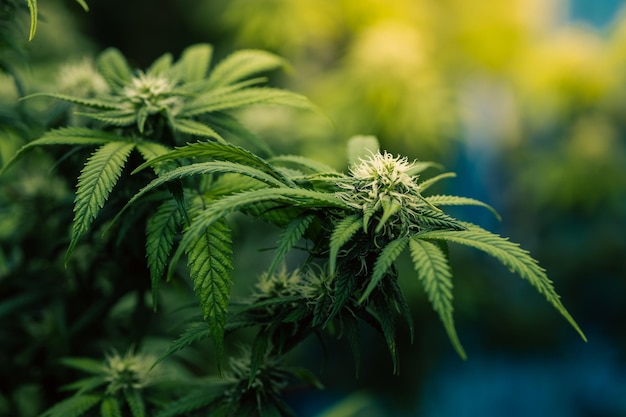 Anbau von Cannabis-Banner-Hintergrund Nahaufnahme grüne Marihuana-Blätter mit weißen, gelben und braunen Narben Trichomen Indoor-Anbau Indoor-Gewächshaus