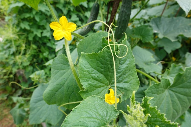 Anbau von Cucamelon oder Mäusemelone im Hinterhofgarten. Früchte und Blüten der Cucamelon ernten