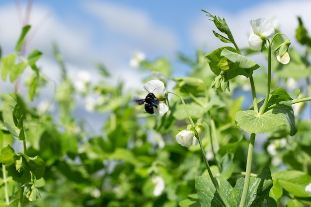 Anbau von Erbsen im Bio-Garten Nachhaltige und respektvolle Landwirtschaft