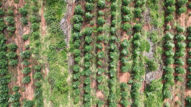 Foto anbau von eukalyptusbäumen