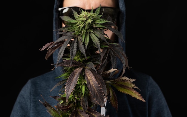 Anbau von Freizeit-Cannabis und medizinischen Marihuanapflanzen