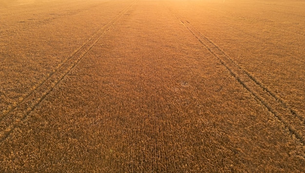 Anbau von Getreidepflanzen auf dem Land, Landwirtschaft und Weizen