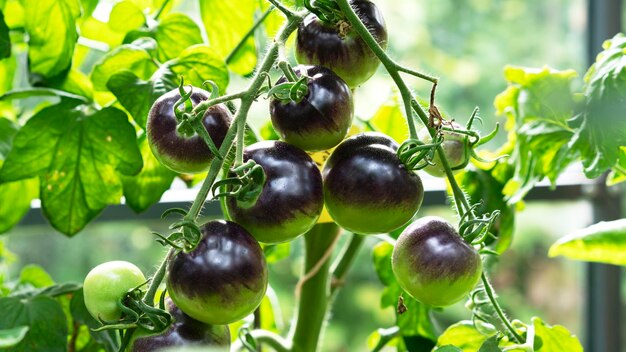 Anbau von grünen Tomatensorten Reifung von Tomaten Anbaukonzept selektiver Schwerpunkt
