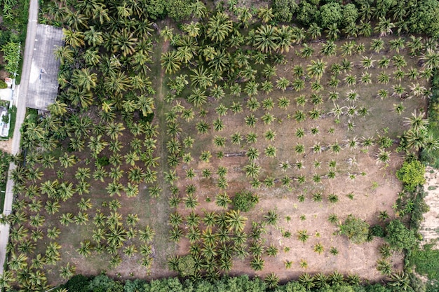 Anbau von Kokosnussbäumen, die in Plantagen im tropischen Klima in Südostasien wachsen