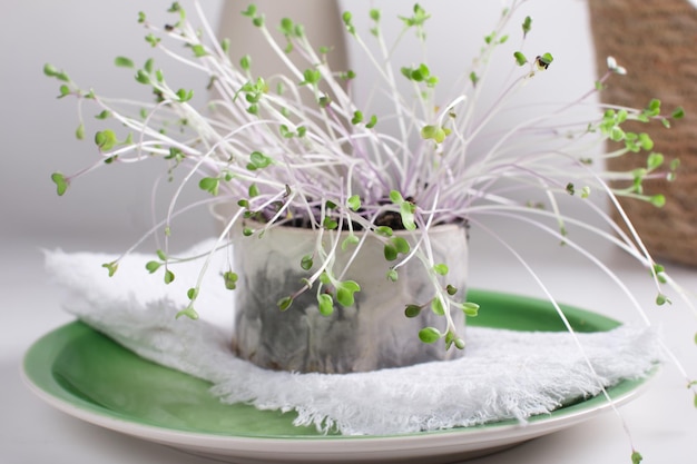 Anbau von Microgreens in einem Topf Blumensämlinge zu Hause Sämlinge