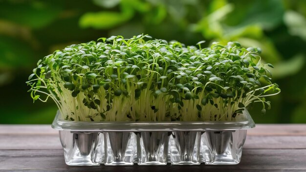 Anbau von Mikrogreens auf dem Tisch Hintergrund gesundes Essen Konzept