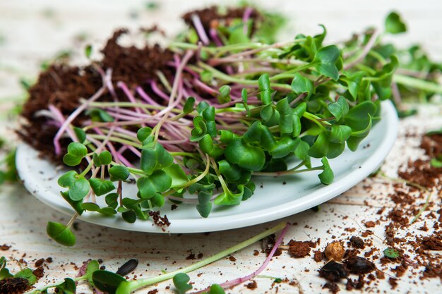 Anbau von Mikropflanzen zu Hause oder Rohpflanzen für Veganer