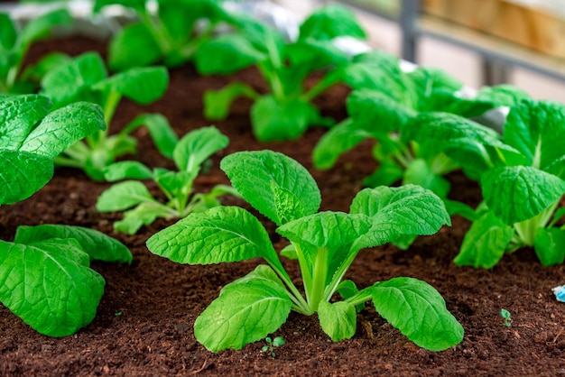 Anbau von Pflanzengemüse und Bio-Gemüsegartenkonzept