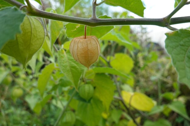 Anbau von Physalis oder Uchuva alquequenje tomatillo oder chinesischer Laternenblume aus Physalis-Früchten