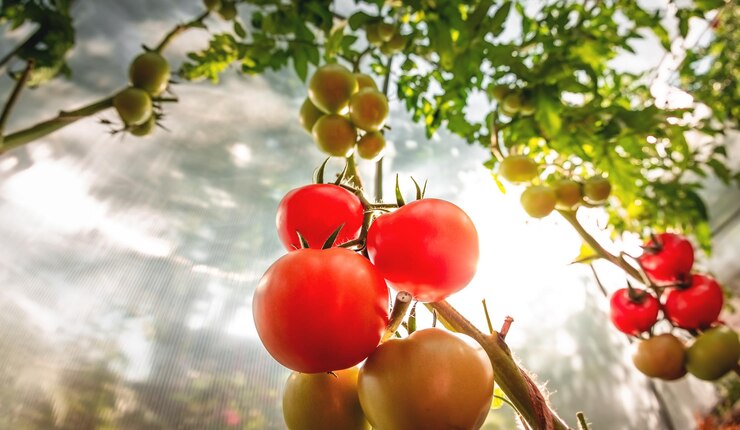 Anbau von roten und grünen Tomaten Reife und reifende Tomaten in einem heimischen Gewächshaus
