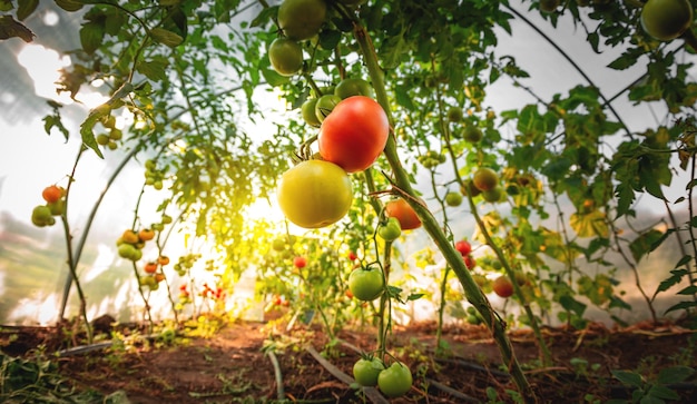 Anbau von roten und grünen Tomaten Reife und reifende Tomaten in einem heimischen Gewächshaus