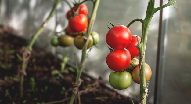 Anbau von roten und grünen Tomaten Reife und reifende Tomaten in einem heimischen Gewächshaus