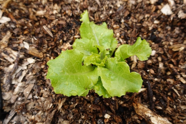 Anbau von Salat im Garten im Hinterhof, Salatvarianten im Boden, Salatanbau