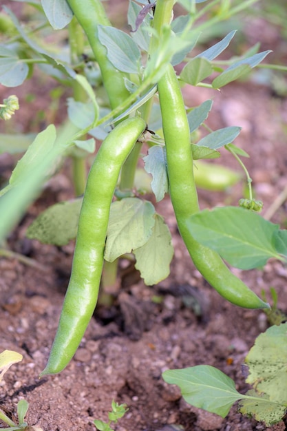 Anbau von Saubohnen Pflanzen im Gemüsegarten Ernte Fava Bohne Vegane Lebensmittel im ökologischen Landbau