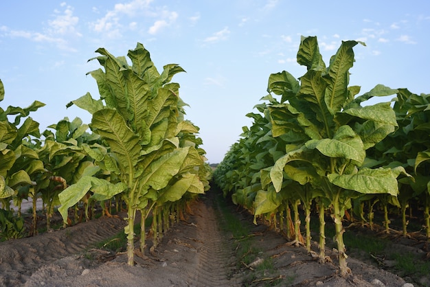 Anbau von Tabakpflanzen in Reihen in der spanischen Landwirtschaft.