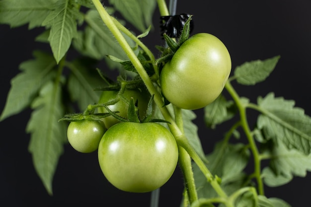 Anbau von Tomaten aus Samen Viele grüne Tomaten auf Zweigen